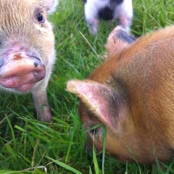 Kune Kune piglets