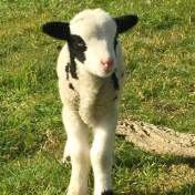 Jacob lamb