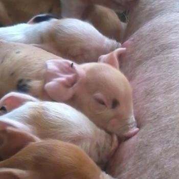 Piglets